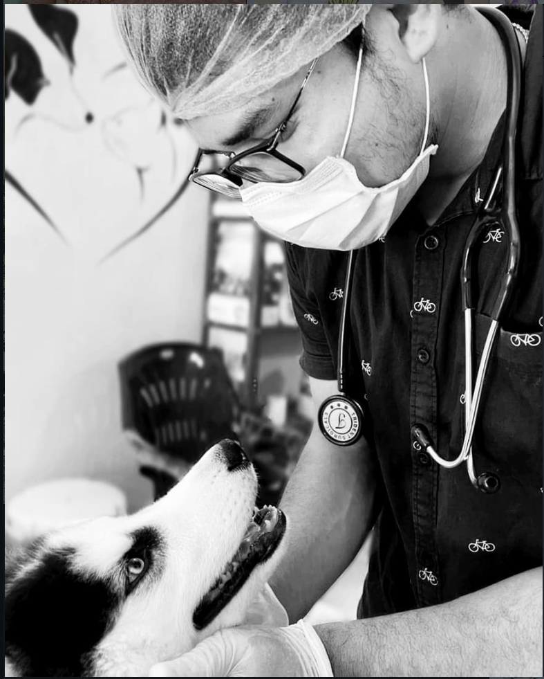 Vet examining a husky