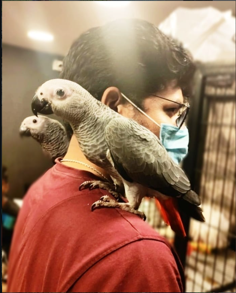 Vet with African grey parrots